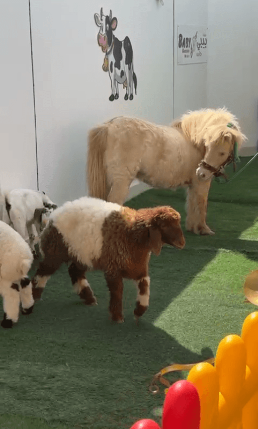 Mini farm with pony and sheep at the nursery